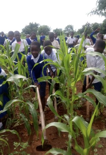 Ogräsrensning i majsodlingen