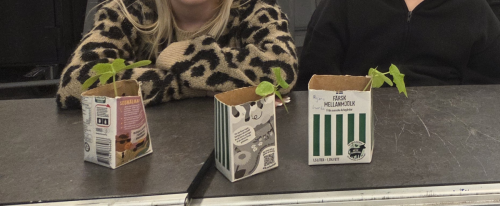 Fler plantor till salu
